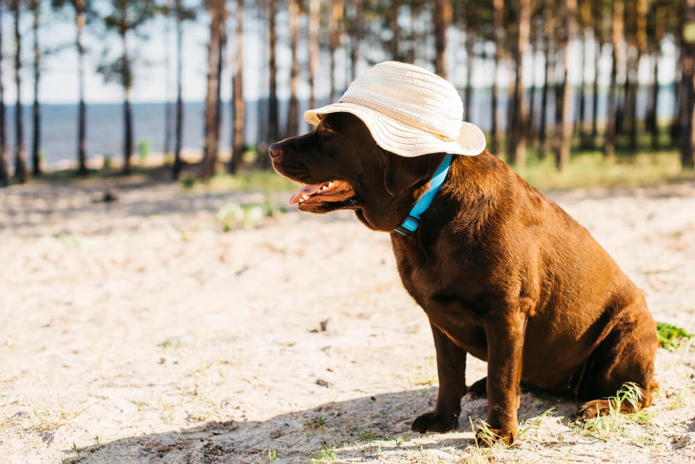 Hund am Strand nach erfolgreicher Auswanderung
